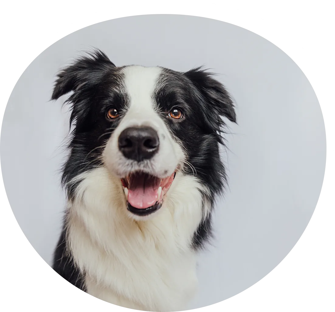 Group 1321314746 A black and white dog is looking at the camera.