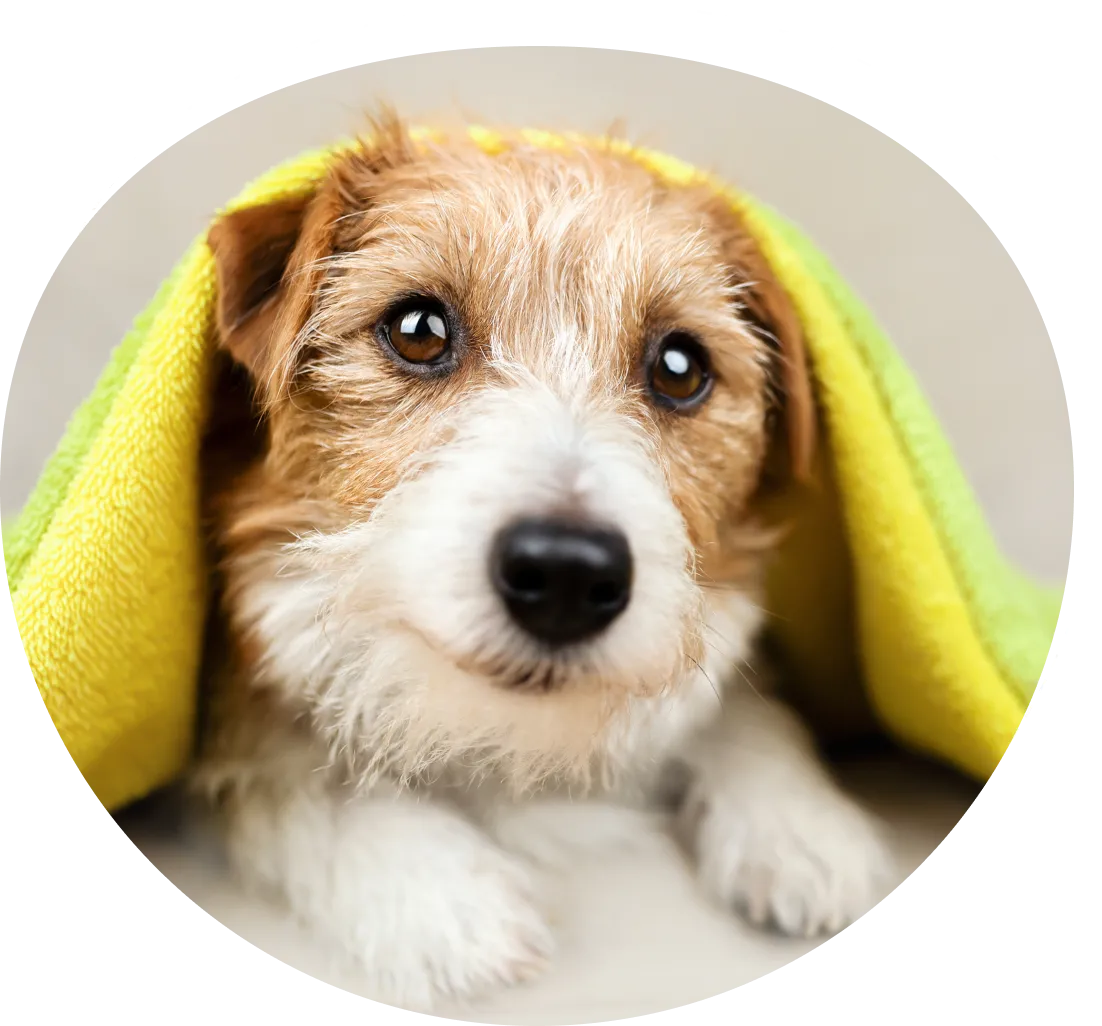 Group 1321314748 A dog with a yellow towel on its head.