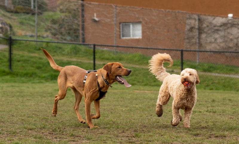 Events - K9 Behavior UT - Professional Dog Grooming