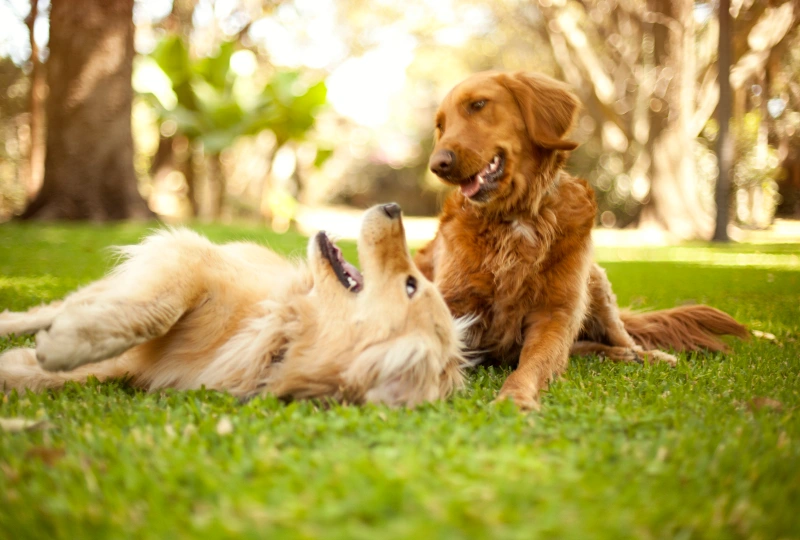 placeholder 1 Two Golden Retrievers playing in the grass.