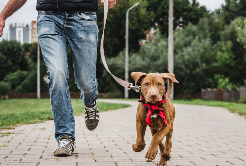 placeholder 5 Man walking brown puppy on leash.